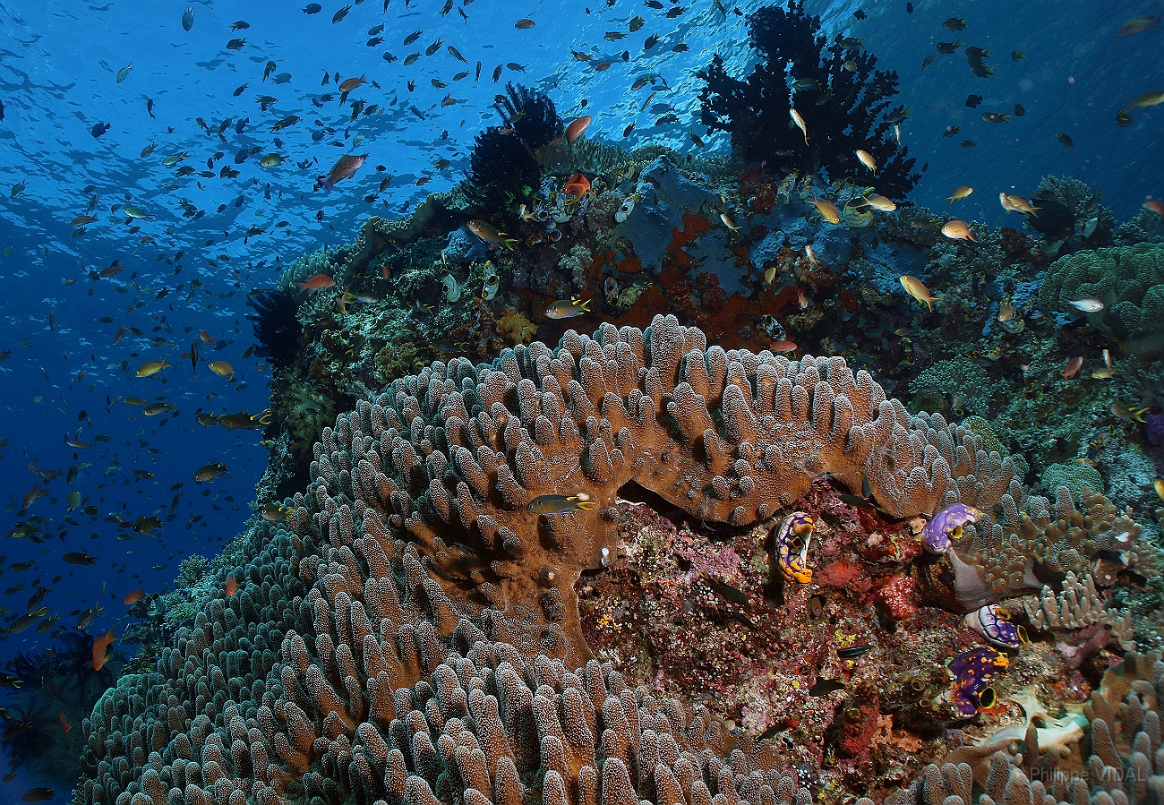 Raja Ampat 2016 - Corail - IMG_4388_rc.jpg